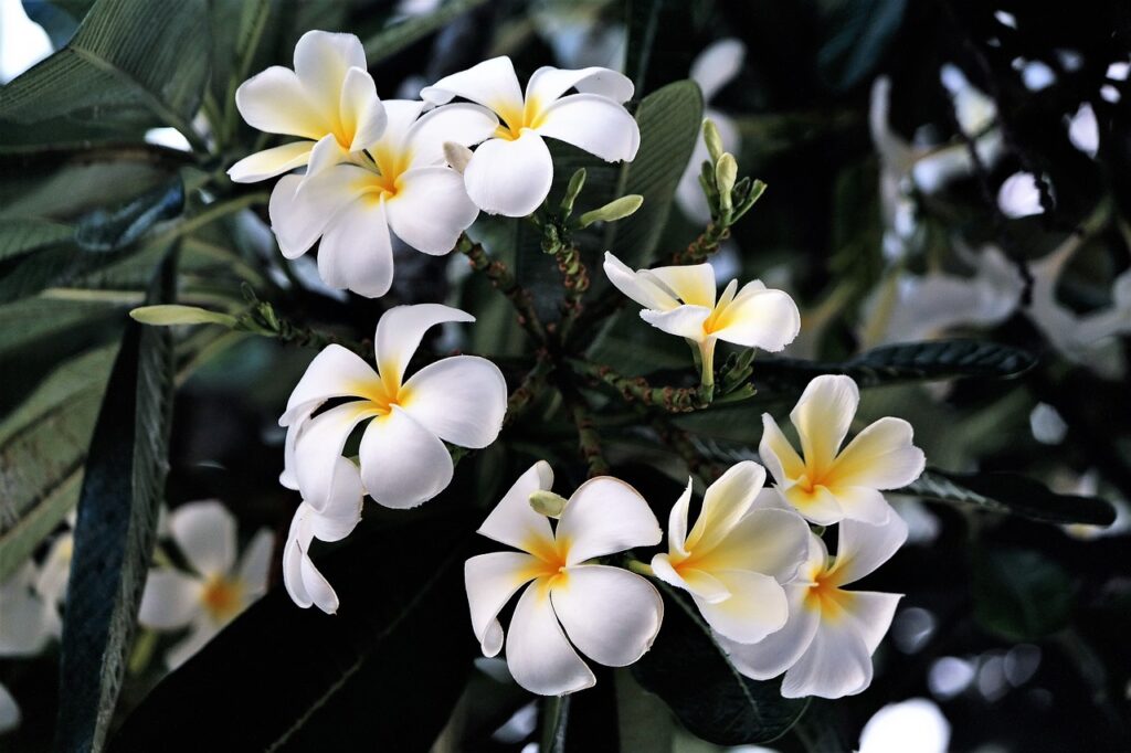 hawaii-3752953_1280